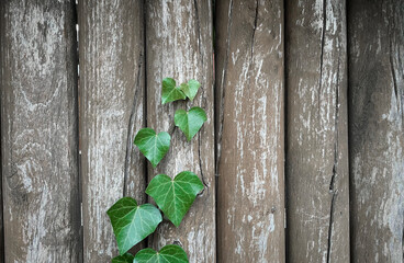 Green ivy on the background of a wooden fence.
