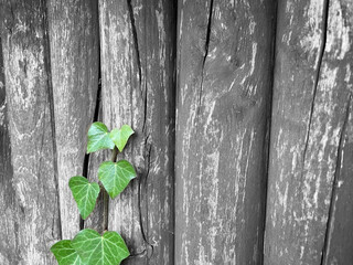 Green ivy on the background of a wooden fence