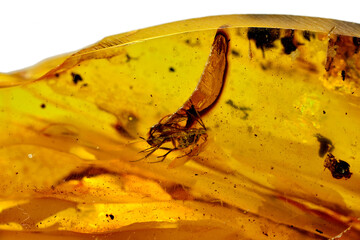 Amber with embedded fly