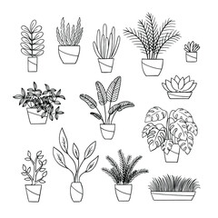 hand drawn home plants