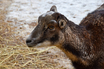 Photo of a female moufflon in the park in spring