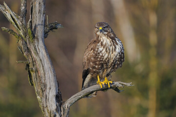 Buzzard Buteo buteo sitting on dead tree	