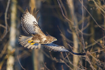 Common Buzzard Buteo buteo in flight, beautiful natural forest backgroundd	