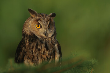 Europaean Long Eared Owl Asio otus portrait - natural forest green background 