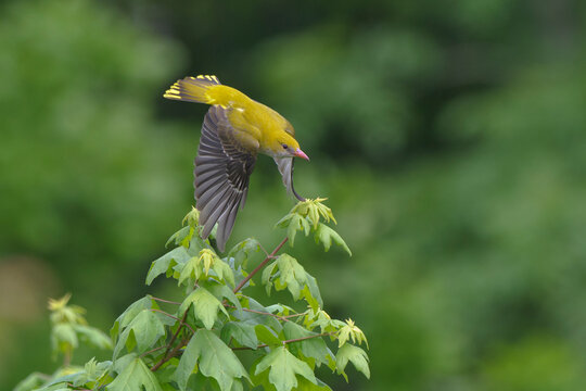 Eurasian Golden-Oriole Oriolus oriolus flying female in in spring, natural colorful forest background 