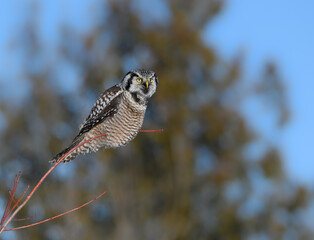 Northern Hawk Owl Perched on Top of the Tree against Pine Trees