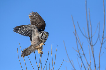 Northern Hawk Owl with Open Wings Perched on Top of the Tree on Blue Sky