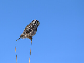 Northern Hawk Owl Perched on Top of the Stick on Blue Sky