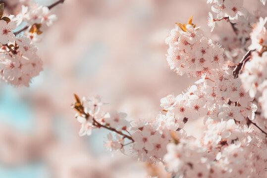 Pink cherry blossom sakura in spring time against blue sky. Nature background. Soft focus