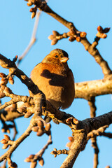 Common Chaffinch perched on a tree branch