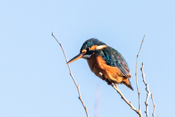 Common Kingfisher perched on a tree branch