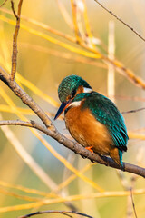 Common Kingfisher perched on a tree branch