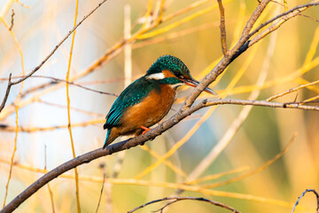 Common Kingfisher perched on a tree branch