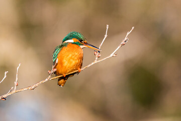 Common Kingfisher perched on a tree branch