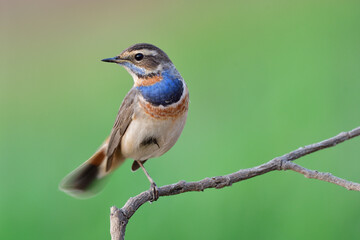 Bluethroat, most beautiful migratory bird to Thailand during winter easily found in paddy field