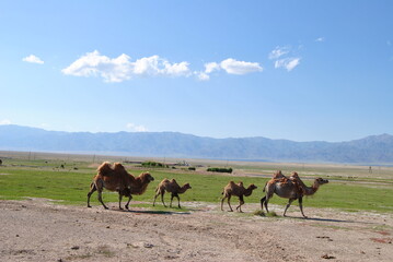 Camels in Kazakhstan. Camels in nature, against the background of mountains.