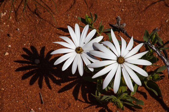 White Daisies on red sand