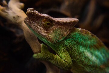 Calumma lizard is green, accent on the head. sitting on a branch. Filmed in the studio.