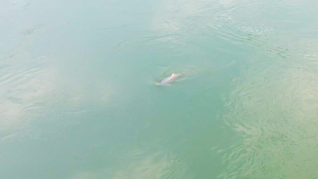 Endangered Irrawaddy dolphin in the Mekong river surfaces for air and spits water.  Drone follow HD crop birds eye aerial view.