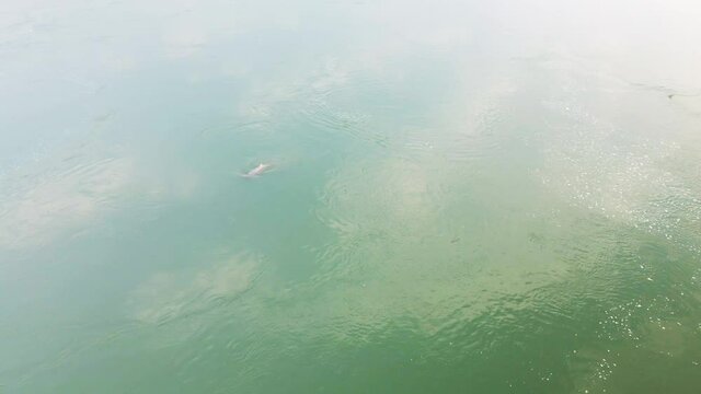 Irrawaddy dolphin in the Mekong river surfaces for air.  Drone follow birds eye aerial view.
