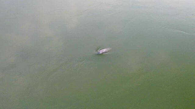 Irrawaddy dolphin in the Mekong river surfaces for air and spits water, slow motion.  Drone follow birds eye aerial view.