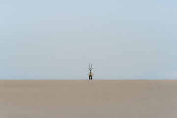 oryx walking in the desert