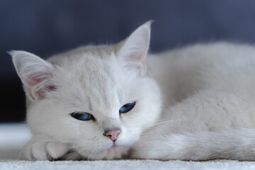 white cat sleeping
