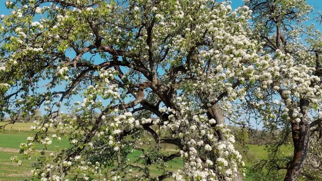 Blossoming tree in rural landscape with clear blue sky in the background. The camera moves around the subject.

