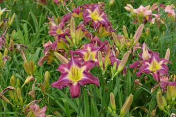 Blooming daylily, Hemerocallis 'Making Purple'