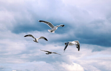 Seagulls fly over the Volga River in Yaroslavl