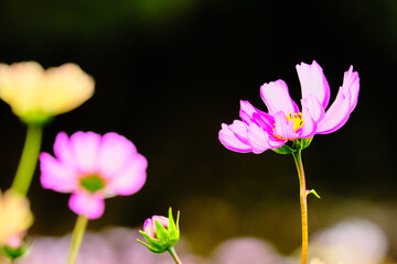 Cosmos flower field