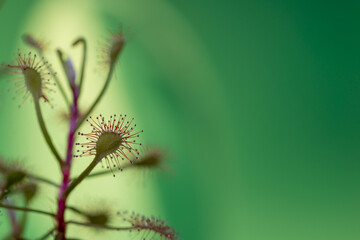 Pęd główny rosiczki (drosera), z wieloma pułapkami na owady. © Grzegorz