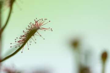 Fototapeta Lepkie liście rośliny pułapki, owadożerna drosera. obraz