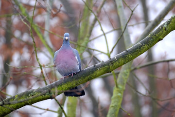 wild wood pigeon, Columba palumbus sitting in forest on branch of marsh oak Quercus palustris, concept ornithology, birds of Germany, fauna natural zones temperate zone of europe, nature protection