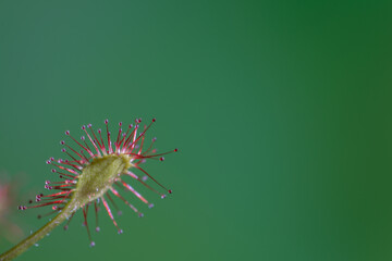 Kwiatostan rosiczki (Drosera) pokryty lepką wabiącą owady cieczą. 