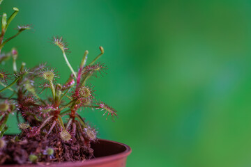 Rosiczka, Drosera roślina owadożerna na zielonym rozmytym tle.