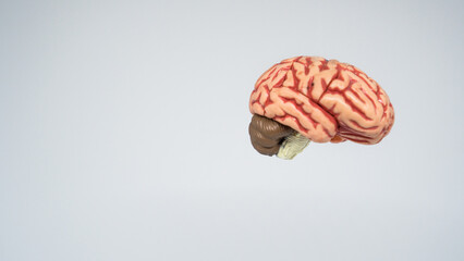 3d brain