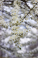 Obraz premium Branches of a blossoming tree against the sky. Cherry plum flowers.