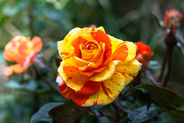 Red-yellow rose close-up in a flower bed. Photo of a yellow rose interspersed with red patches in a garden with a blurred background. copy space. natural beauty