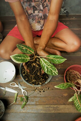 Southeast Asian man repotting a houseplant