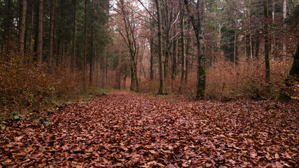 red carpet in the forest
