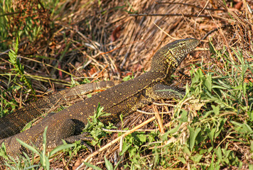 A carniverous Water Monitor Lizzard in the undergrowth of the Moremi Game Reserve in Botswana
