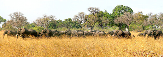 Part of a huge herd over 200 Elephants moving silently across the parched grasslands at the end of the dry season - Linyanti, Chobe, Botswana