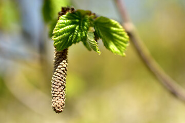 Only a blossoming leaf on a walnut branch and an earring.