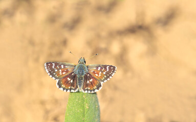 Fototapeta na wymiar Aegean Jumper (Pyrgus melotis) butterfly on plant.