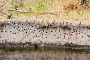 A large colony of Carmine Bee-eaters nesting in the bank of the Linyanti River during the breeding...