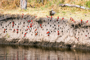 A large colony of Carmine Bee-eaters nesting in the bank of the Linyanti River during the breeding season - Chobe National Park in Botswana