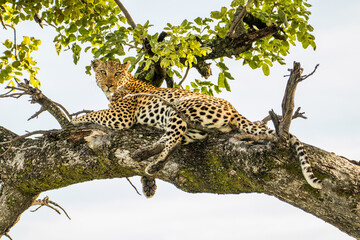 A large male Leopard lies in a tree alert and watching for prey in Moremi Game Reserve in Botswana