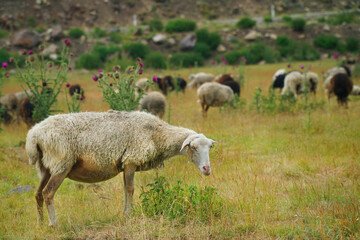 Obraz na płótnie Canvas one dirty sheep in a field with a flock.