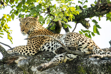 Naklejka premium A large male Leopard lies in a tree alert and watching for prey in Moremi Game Reserve in Botswana